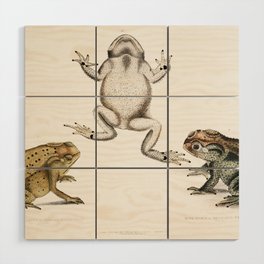 Keeled Nosed Toad & Doubtful Toad  Wood Wall Art