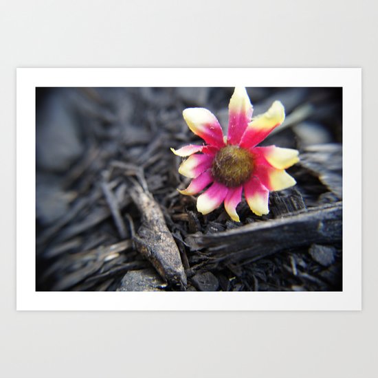 Fallen Flower Art Print