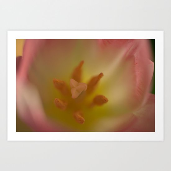 Pink Tulip from Above Art Print