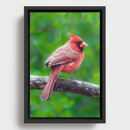 Red Cardinal against green leaves Framed Canvas