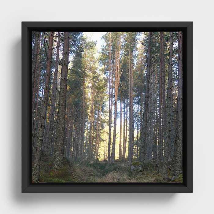 Scottish Highland Pine Forest Winter Sunlight Perspective Framed Canvas
