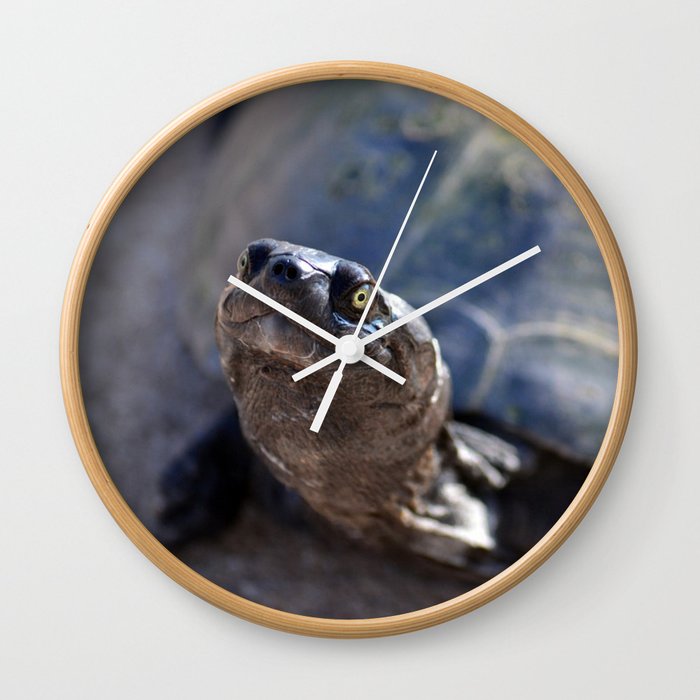 South Africa Photography - Beautiful Tortoise Wall Clock