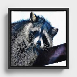 Cute Raccoon Resting On Tree Branch  Framed Canvas