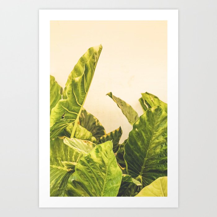 Seville XXX [ Andalusia, Spain ] Another Greenery on Yellow Wall⎪Colorful travel photography Poster Art Print