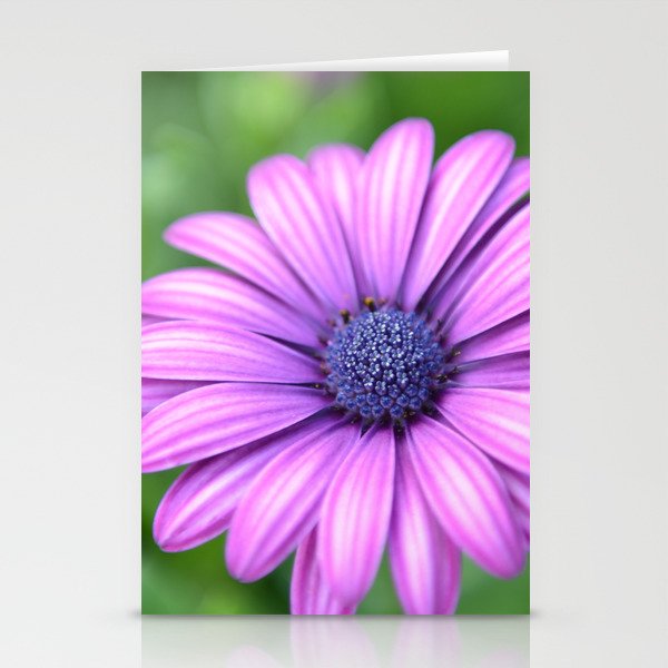 Lavender African Daisy Stationery Cards