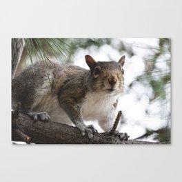 Western Grey Squirrel Canvas Print