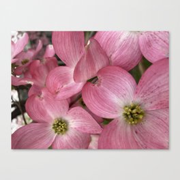 Playful Pink Dogwood Flowers Blooms Canvas Print