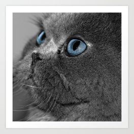 Grey Persian Cat With Blue Eyes Art Print By Artisticallyhome