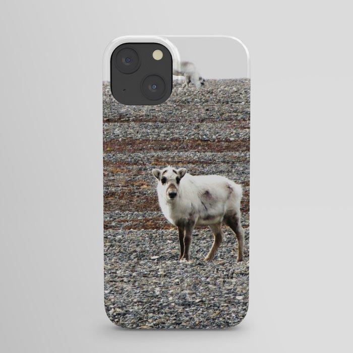Svalbard Reindeer iPhone Case