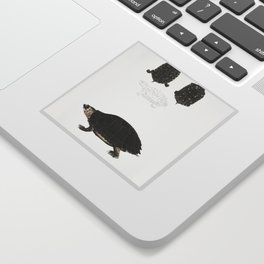 Spotted Terrapin & Thicknecked Terrapin Sticker