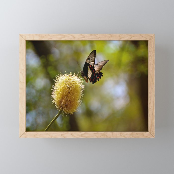 Butterfly Fraser Island Queensland Australia Framed Mini Art Print