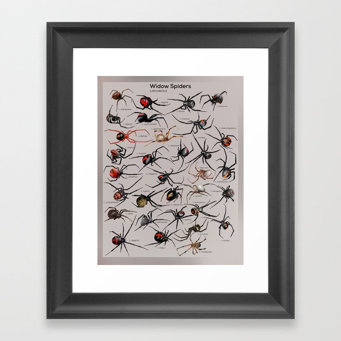 Latrodectus (Widow Spiders) Framed Art Print