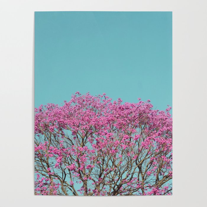 Handroanthus Tree - Flowers Pink Poster