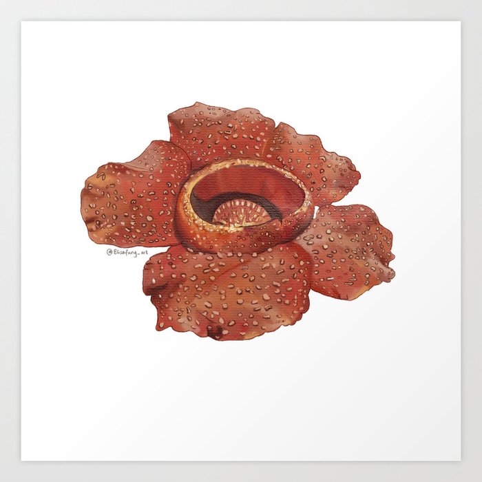 Rafflesia Art Print