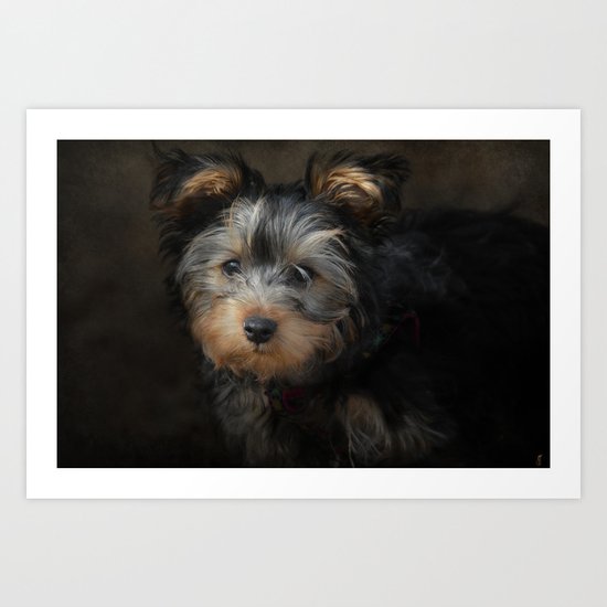 Yorkshire Terrier Puppy Portrait Art Print