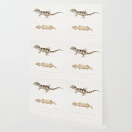 Beautiful Cyrtodactylus (Cyrtodactylus pulchellus) Wallpaper