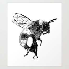 Bumblebee, honeybee - ink artwork  Art Print