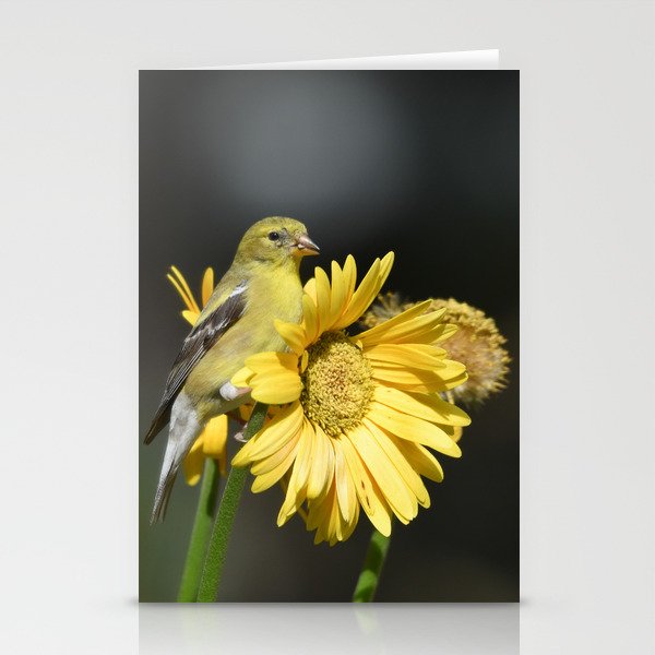 Female American Goldfinch perched on Yellow Gerbera Daisy Flowers Stationery Cards
