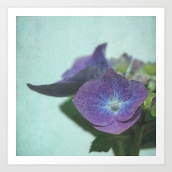 hydrangea Art Print