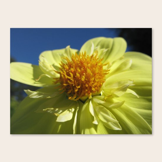 Dahlia 14 Canvas Print