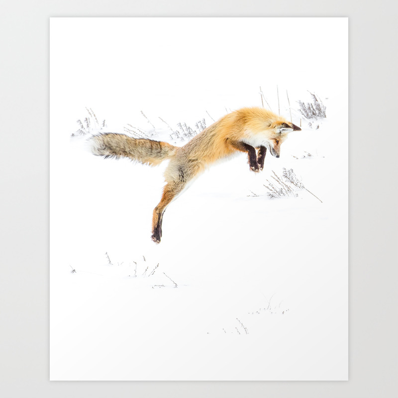 Red Fox Jumping in the Snow Yellowstone National Park Wild Animals Hunting  in Winter Soft White Art Print by wildlife + beauty | Society6