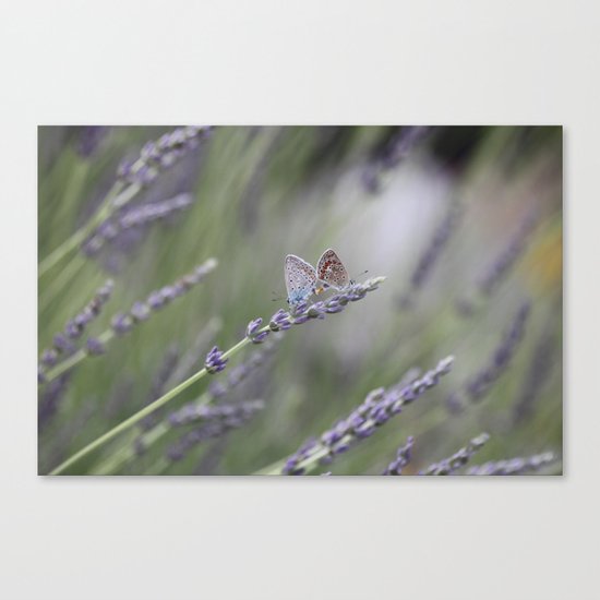 Lavender Butterflies - JUSTART © Canvas Print
