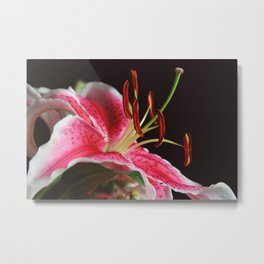 Lily Stargazer Profile Metal Print | Flower, Flora, Oriental, Stargazer, Fragrant, Floral, Black, Lily, Photo, Profile 
