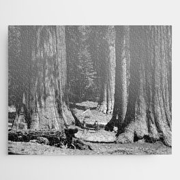 Vintage Walking amid the California Redwood Giants on a sunny forest afternoon nature black and white photograph - photography - photographs Jigsaw Puzzle