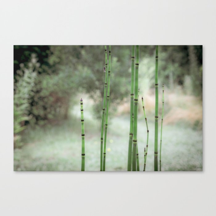 Bamboo photograph - Color version Canvas Print