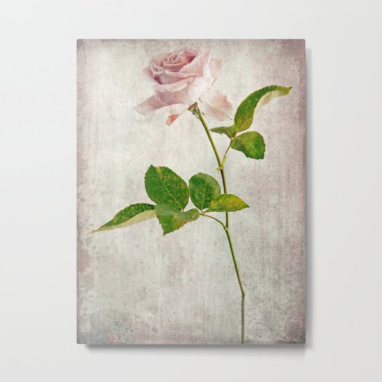 English Tea Rose Metal Print