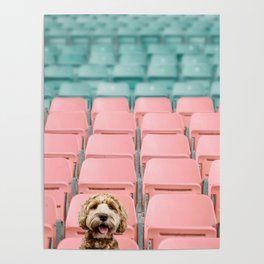 Labradoodle Sitting in Stadium Poster