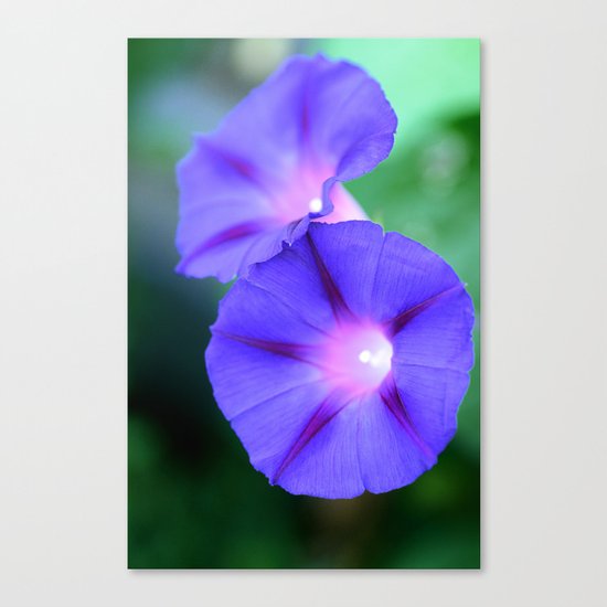 Morning glories Canvas Print