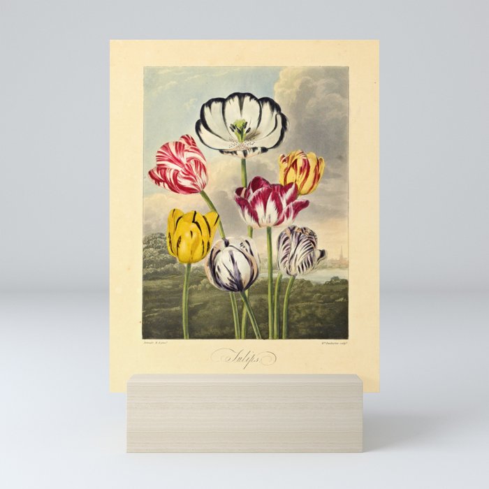 Tulips from "The Temple of Flora," 1812 (benefitting The Nature Conservancy) Mini Art Print