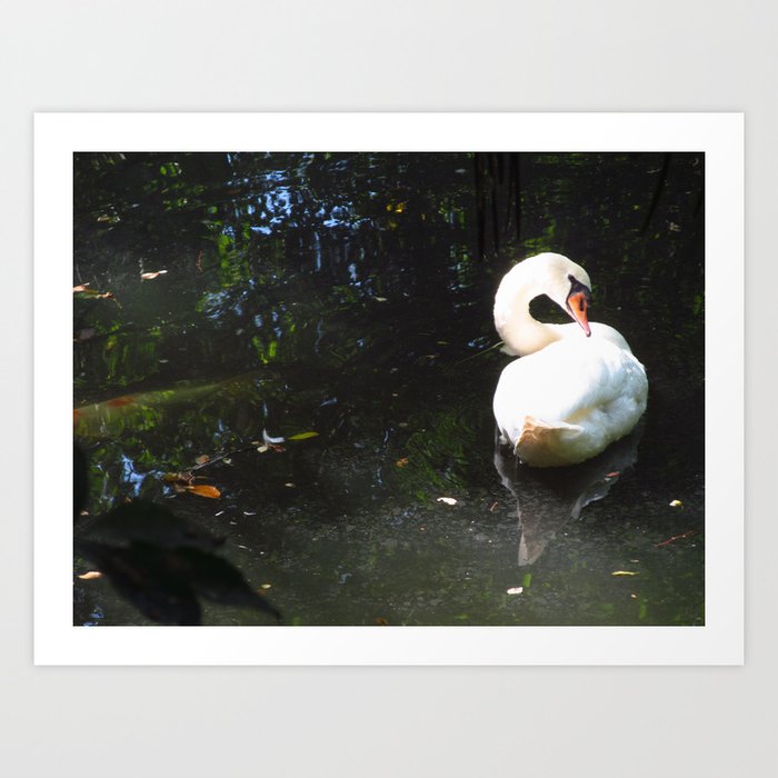 Swan lake Art Print