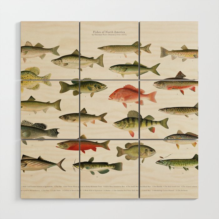 Illustrated North America Game Fish Identification Chart Wood Wall Art