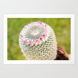 Cactus flowering pink detail blossoms Art Print | Cactus, Flowering, Photo, Pink, Digital, Flowers, Macro, Bloom, Nature, Flower 