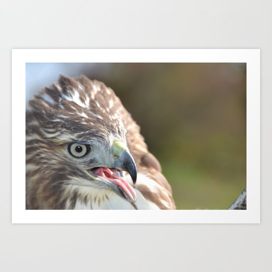 Red Tailed Hawk Close Up Art Print