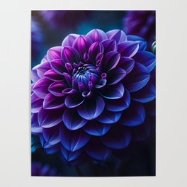 Purple Dahlia Poster