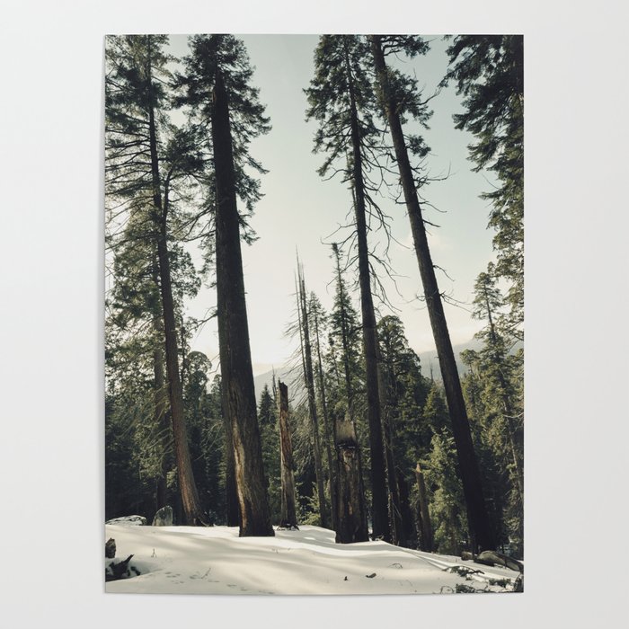 Winter Sequoia Forest Poster