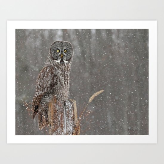 Flurries in the forecast Art Print