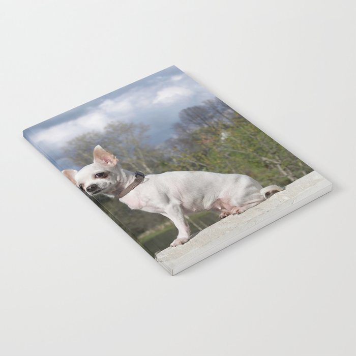 Small White Chihuahua Dog Sits On  Notebook