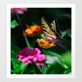 Beautiful Butterfly Art Print