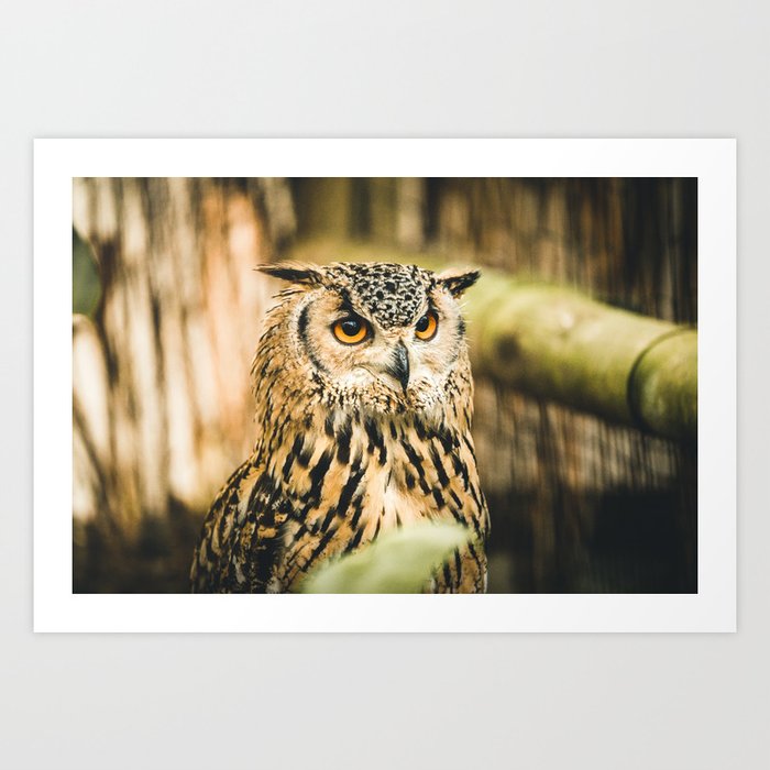 Eurasian eagle-owl Art Print
