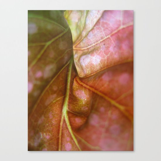 Begonia 976 Canvas Print