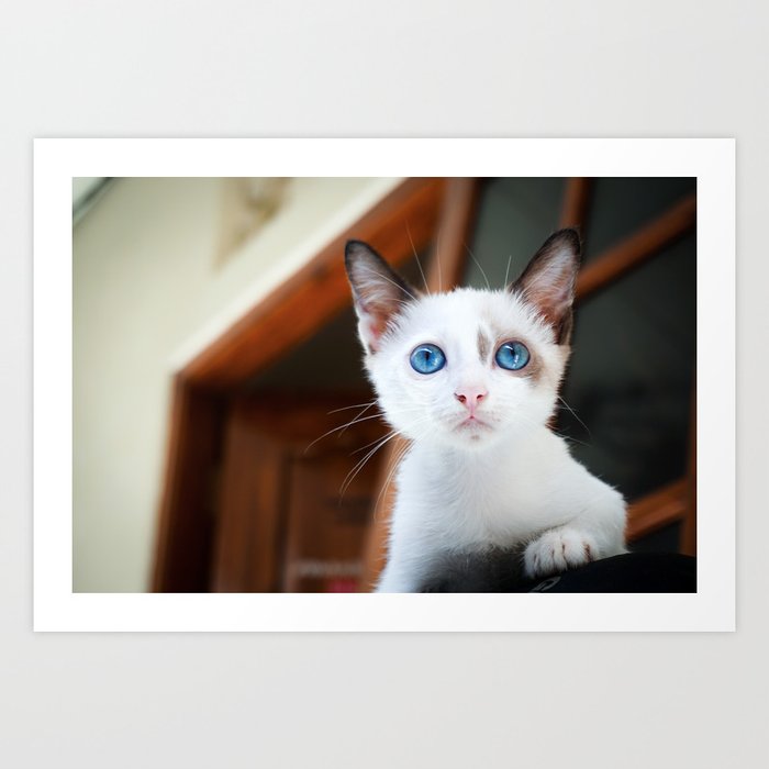 White cat Art Print