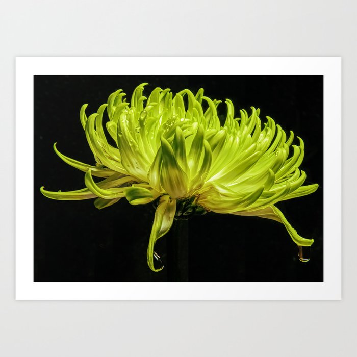Green Chrysanthemum and Water Drop Art Print