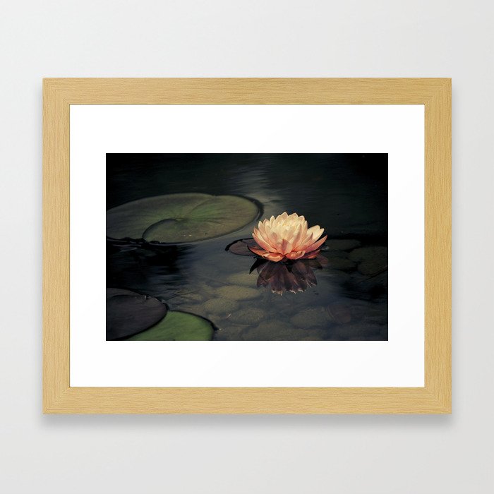 Pink Water Lily Framed Art Print