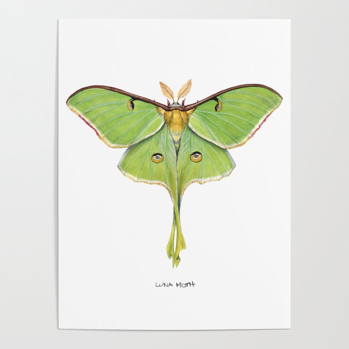 Luna Moth (Actias luna) II Poster