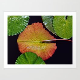 Nymphaea Tropic Sunset Lily Pad Leaves Art Print