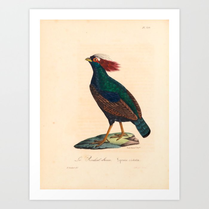 Ornithological illustration from "La Galerie de Oiseaux" ("Bird Gallery"), 1825 Art Print